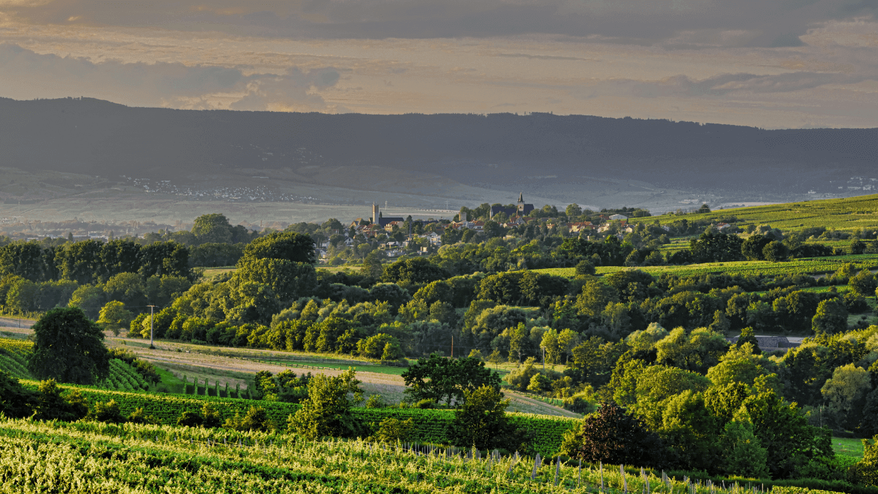 Weinberge rundum Ingelheim am Rhein