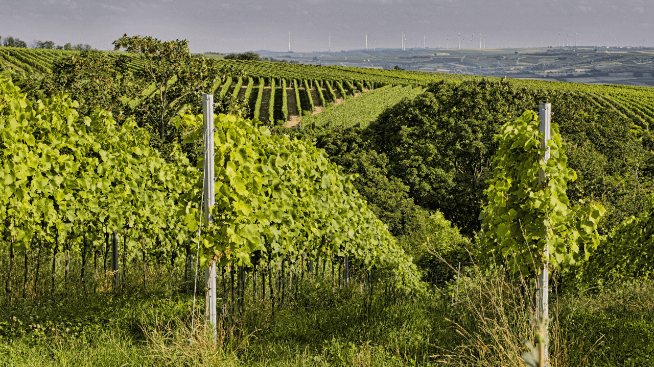 Vinyards around Ingelheim am Rhein