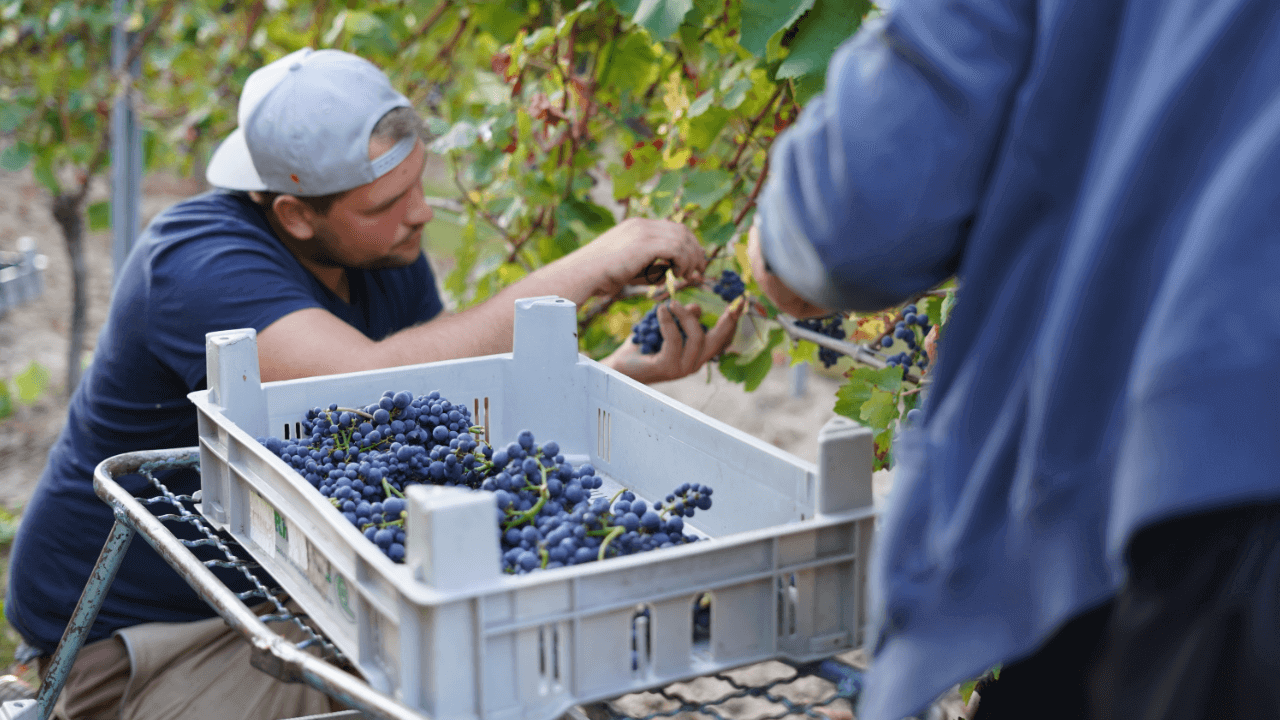 Grapeharvest in the vinyard