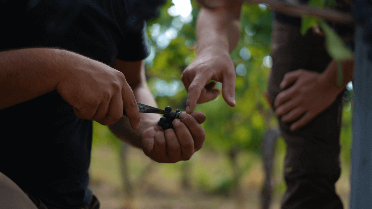 portrait photo from a Pinot Noir grape