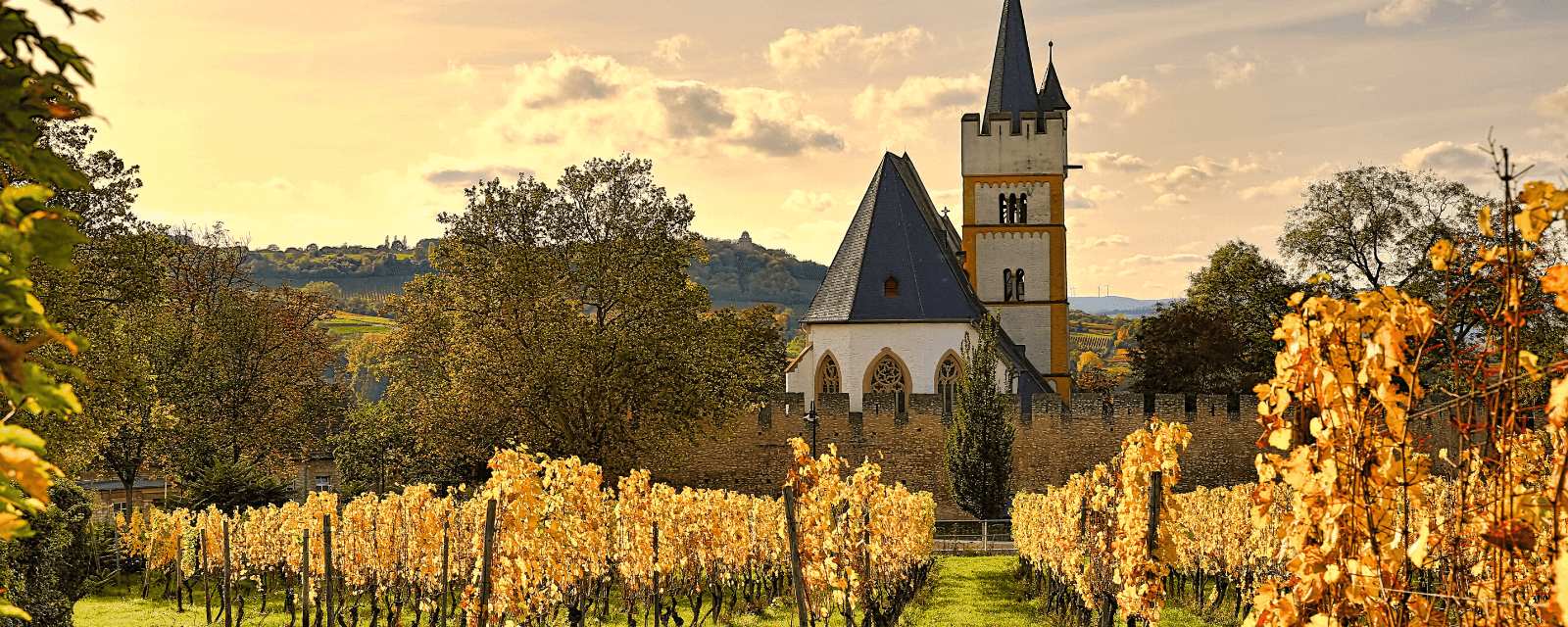 Weinberge mit der Stadtmauer und der Burgkirche im Hintergrund